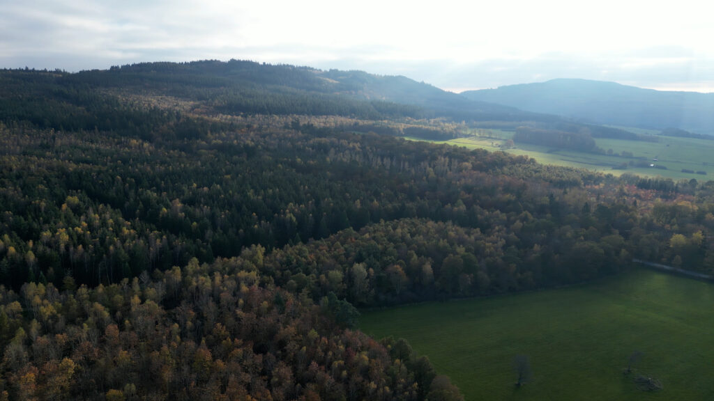 Waldlandschaft im Hunsrück bei Gemünden